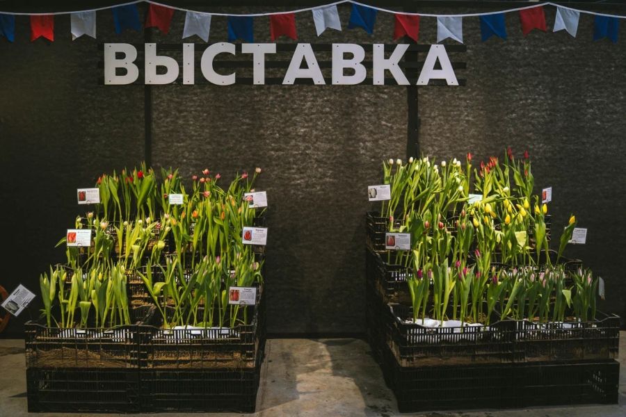 Выставка тюльпанов в Ботаническом саду